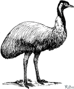 emus Stranice Za Bojanje Za Štampanje